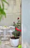 Туры в отель Alekos Suites, Free 24H Transportation To Airport Туры в отель Alekos Suites, Free 24H Transportation To Airport