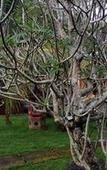 Туры в отель Wahyu Dewata Туры в отель Wahyu Dewata