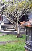 Туры в отель Wahyu Dewata Туры в отель Wahyu Dewata