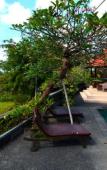 Туры в отель Wahyu Dewata Туры в отель Wahyu Dewata
