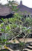 Туры в отель Wahyu Dewata Туры в отель Wahyu Dewata