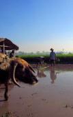 Туры в отель Tembi Rumah Budaya Туры в отель Tembi Rumah Budaya
