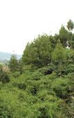 Туры в отель Green Forest Resort & Wedding by Horison Туры в отель Green Forest Resort & Wedding by Horison