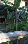 Туры в отель Omah Sinten Heritage Hotel & Resto Туры в отель Omah Sinten Heritage Hotel & Resto