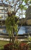 Туры в отель Puri Indah Hotel Туры в отель Puri Indah Hotel