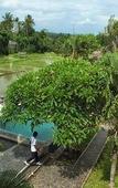 Туры в отель Mandala Desa Boutique Resort Туры в отель Mandala Desa Boutique Resort