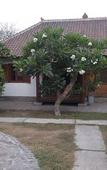 Туры в отель Si Pitung Village Туры в отель Si Pitung Village