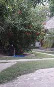 Туры в отель Si Pitung Village Туры в отель Si Pitung Village