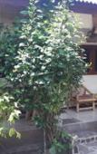 Туры в отель Si Pitung Village Туры в отель Si Pitung Village