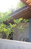Туры в отель Frangipani Inn & Restaurant Туры в отель Frangipani Inn & Restaurant