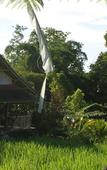 Туры в отель Prana Dewi Mountain Resort Туры в отель Prana Dewi Mountain Resort