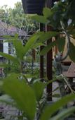 Туры в отель Timbis Homestay Bali Туры в отель Timbis Homestay Bali