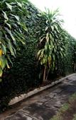 Туры в отель Hotel Safara Yogyakarta Туры в отель Hotel Safara Yogyakarta