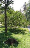 Туры в отель Sanga Suites Villas Туры в отель Sanga Suites Villas