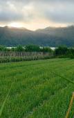 Туры в отель KINTAMANI Paradise Туры в отель KINTAMANI Paradise