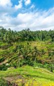 Туры в отель Uma Linggah Resort by Puri Signatures Туры в отель Uma Linggah Resort by Puri Signatures
