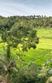 Туры в отель Kaura Bali Туры в отель Kaura Bali