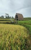 Туры в отель Swaha Retreat & Eco Park Ubud Туры в отель Swaha Retreat & Eco Park Ubud