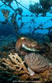 Туры в отель Teluk Karang Dive and Spa Resort Bali Туры в отель Teluk Karang Dive and Spa Resort Bali