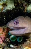Туры в отель Teluk Karang Dive and Spa Resort Bali Туры в отель Teluk Karang Dive and Spa Resort Bali