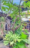 Туры в отель Collection O Sanur Near Bali Exotic Marine Park Туры в отель Collection O Sanur Near Bali Exotic Marine Park
