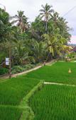 Туры в отель Hening Suite Ubud Туры в отель Hening Suite Ubud