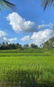 Туры в отель Hening Suite Ubud Туры в отель Hening Suite Ubud