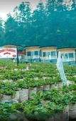 Туры в отель Dlawu Mountain Cottage Туры в отель Dlawu Mountain Cottage