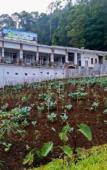 Туры в отель Hotel Green View near Sarangan Lake RedPartner Туры в отель Hotel Green View near Sarangan Lake RedPartner