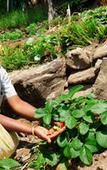Туры в отель Blackberry Hills Munnar - Nature Resort & Spa Туры в отель Blackberry Hills Munnar - Nature Resort & Spa