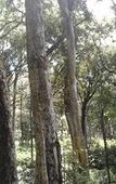 Туры в отель Ambady Estate Туры в отель Ambady Estate