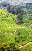 Туры в отель Sterling Munnar Туры в отель Sterling Munnar