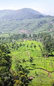 Туры в отель Sterling Munnar Туры в отель Sterling Munnar