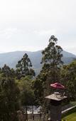 Туры в отель Sterling Munnar Туры в отель Sterling Munnar