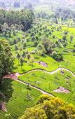 Туры в отель Sterling Munnar Туры в отель Sterling Munnar