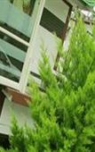 Туры в отель Green Trees Munnar Туры в отель Green Trees Munnar