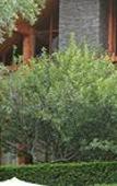Туры в отель Renest River Country Resort Manali Туры в отель Renest River Country Resort Manali