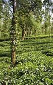 Туры в отель Banasura Hill Resort Туры в отель Banasura Hill Resort