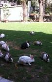 Туры в отель Tara Niwas Туры в отель Tara Niwas