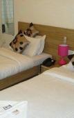 Туры в отель Tuliip Residency Туры в отель Tuliip Residency