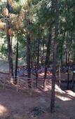 Туры в отель Kasauli Hills Resort Туры в отель Kasauli Hills Resort