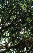 Туры в отель Wayanad Wild Rainforest lodge by CGH Earth Туры в отель Wayanad Wild Rainforest lodge by CGH Earth