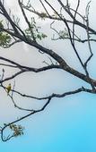 Туры в отель Wayanad Wild Rainforest lodge by CGH Earth Туры в отель Wayanad Wild Rainforest lodge by CGH Earth
