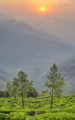 Туры в отель Shola Crown Resort - Munnar Туры в отель Shola Crown Resort - Munnar