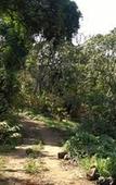 Туры в отель Shola Crown Resort - Munnar Туры в отель Shola Crown Resort - Munnar