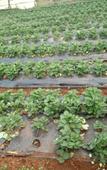 Туры в отель Regenta Place Green Leaf Mahabaleshwar Туры в отель Regenta Place Green Leaf Mahabaleshwar
