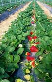 Туры в отель Regenta Place Green Leaf Mahabaleshwar Туры в отель Regenta Place Green Leaf Mahabaleshwar