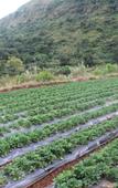 Туры в отель Regenta Place Green Leaf Mahabaleshwar Туры в отель Regenta Place Green Leaf Mahabaleshwar