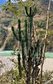 Туры в отель Taj Rishikesh Resort & Spa Uttarakhand Туры в отель Taj Rishikesh Resort & Spa Uttarakhand