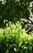 Туры в отель Fazlani Natures Nest - The Wellness Retreat Туры в отель Fazlani Natures Nest - The Wellness Retreat